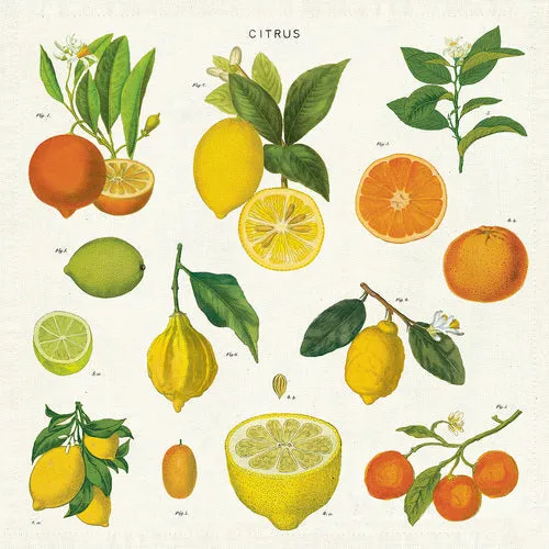 Citrus Vintage Napkins (set of 4)